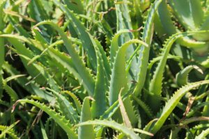 aloevera, plant, nature, juicy, green, leaf, cactus, flora, tropical, turkey, botanical, aloevera, aloevera, aloevera, aloevera, aloevera